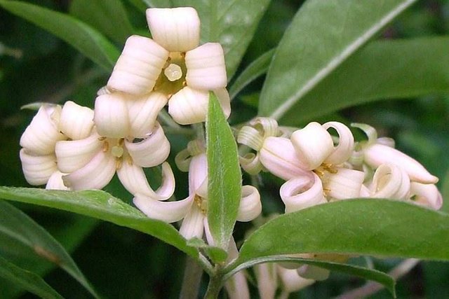 Sydney S Wildflowers And Native Plants Pittosporum Undulatum