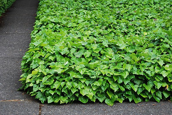 Glossy Deep Green Variegated Leaves Groundcover 4 Pot Perennial Farm Marketplace Hedera Helix Ivy