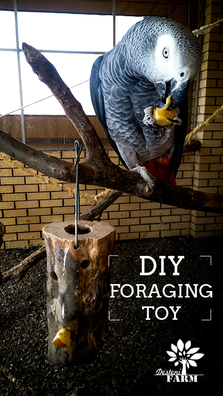 Diy bird foraging clearance toys