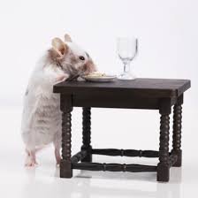 mouse dinning