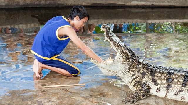 crocodile-hand