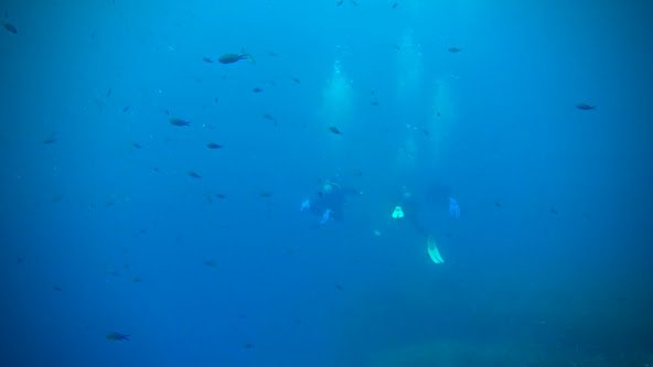 picture of diving