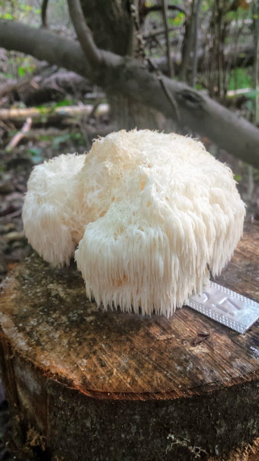 Our Favorite Mushroom Lion S Mane With Wild Harvest Video Steemit