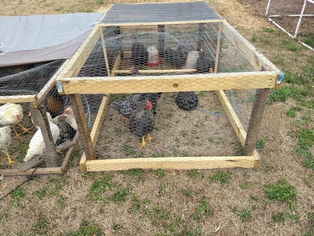 How We Use Chickens For More Then Meat Eggs Braking Ground