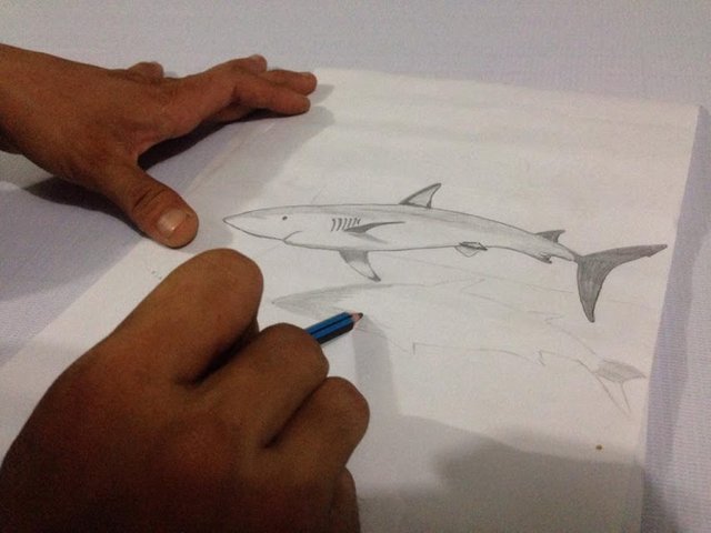 shark drawings in pencil