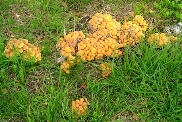 Groups of yellow mushrooms