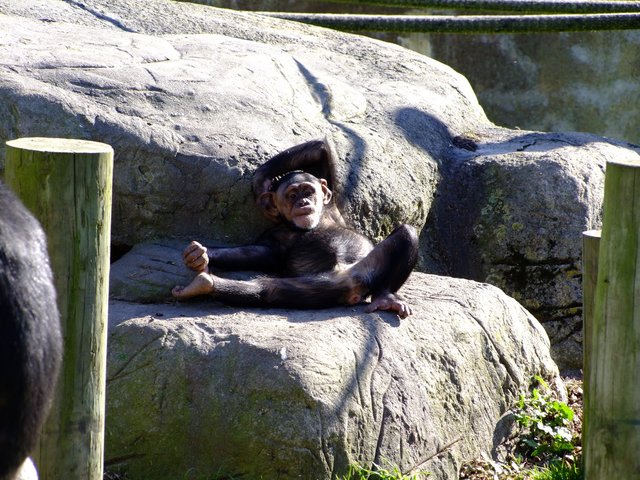 Monkey at the zoo