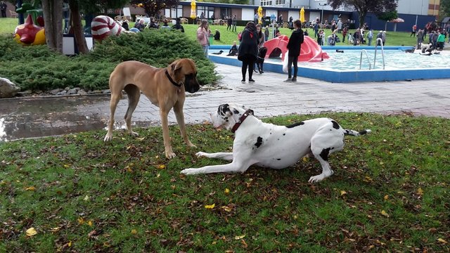deenssedog