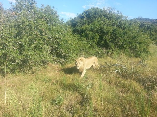 Lion