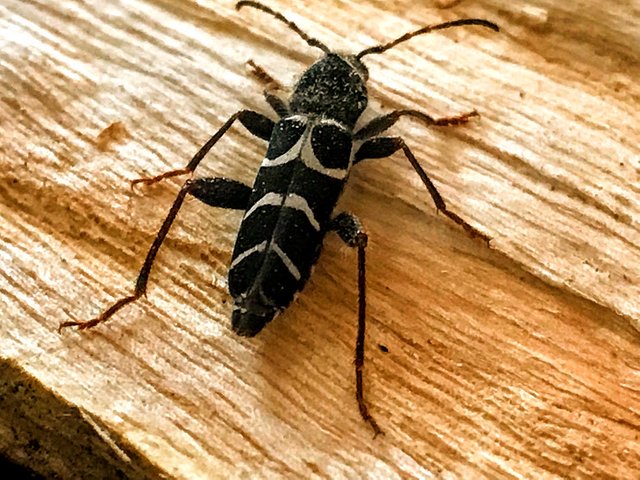 Google Photos Insect image macrophotography