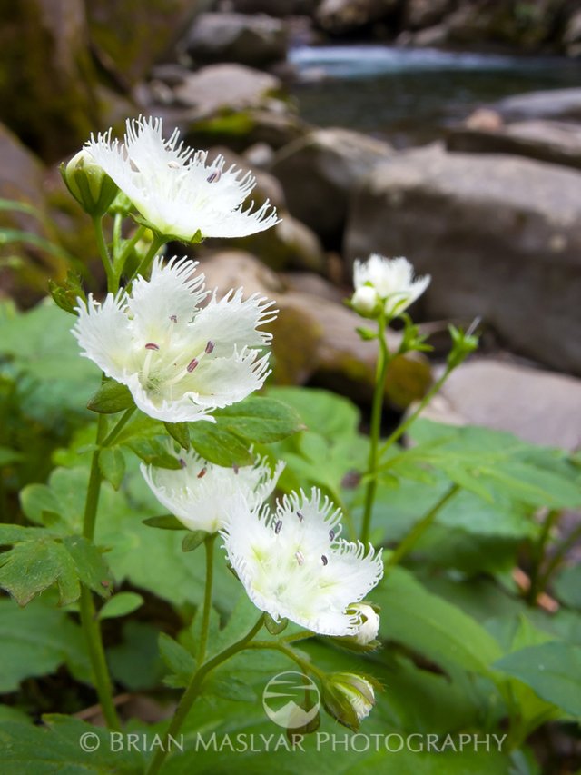 whitefringed.jpg