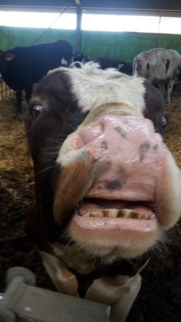 bull laughing