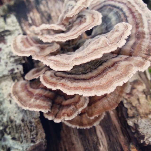 Turkey Tail Mushrooms