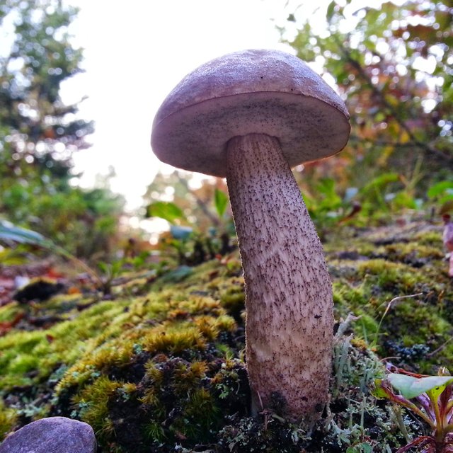 Mushroom from an ant's perspective
