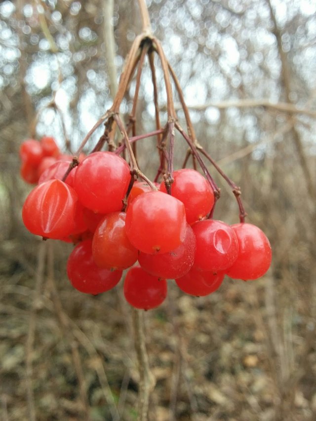 Choke Cherries