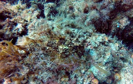 Divingtrip