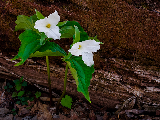 DSCN5890-trillium.png