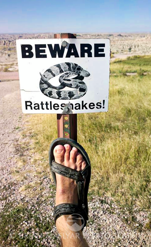 snakeswm.png