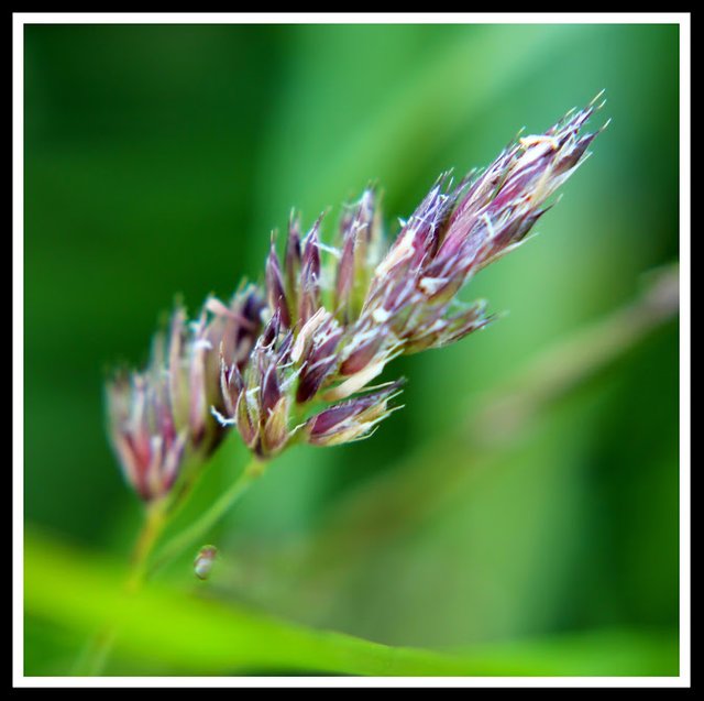 Image of grass