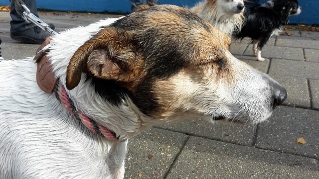 lieke2