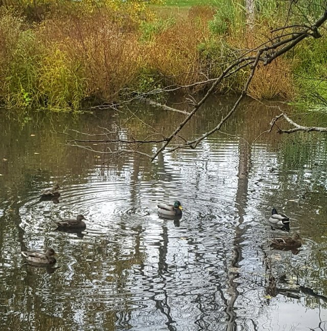 ducks