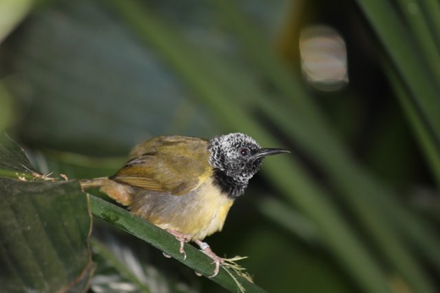 oriole1