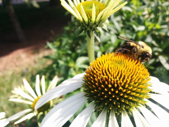 Montreal in Summer - Bee on a flower