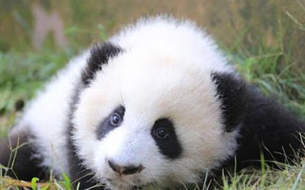 Image of panda