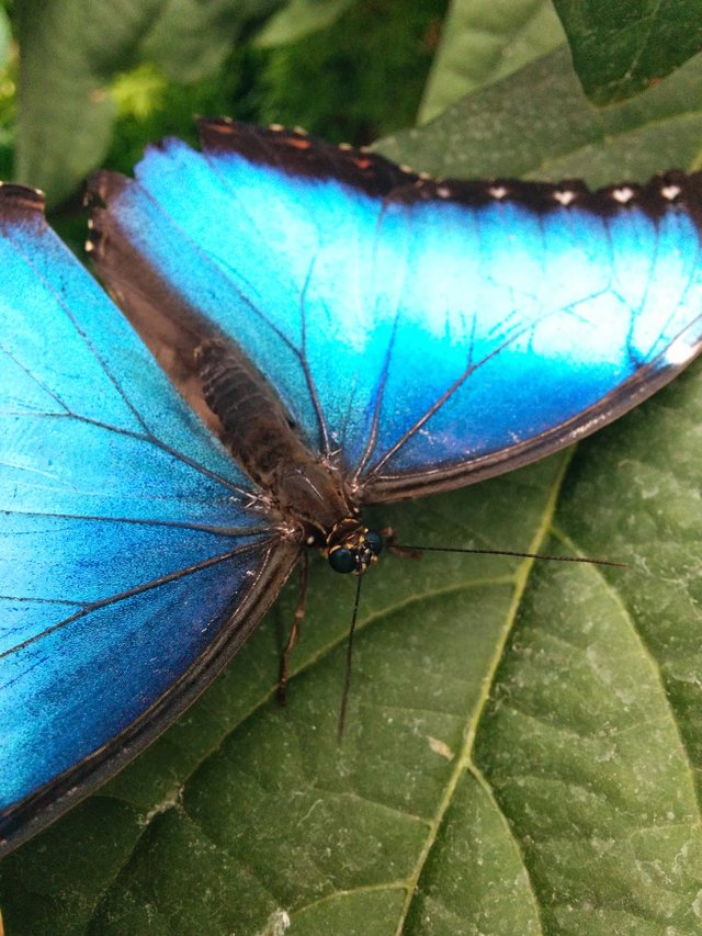 Montreal Biodome - Morpho Butterfly - Inside