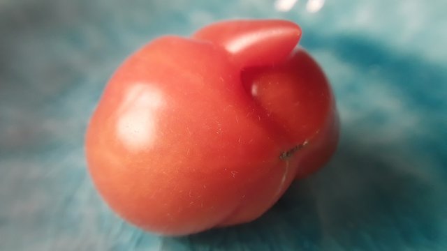 tailed mutant tomato