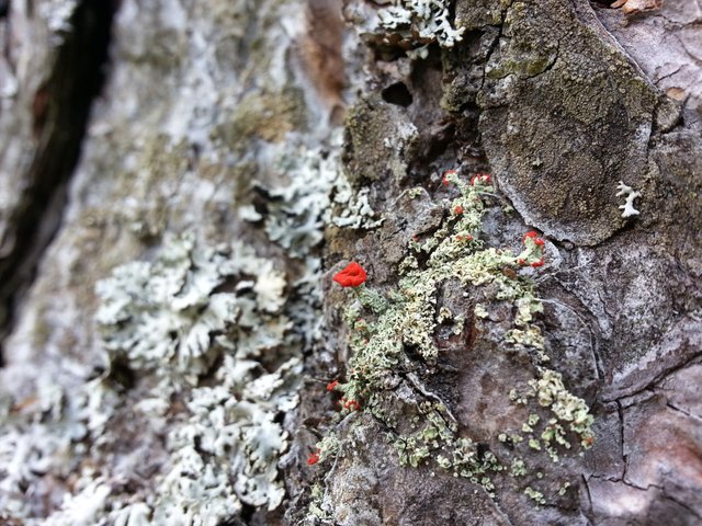 Epic red trumpet fungi