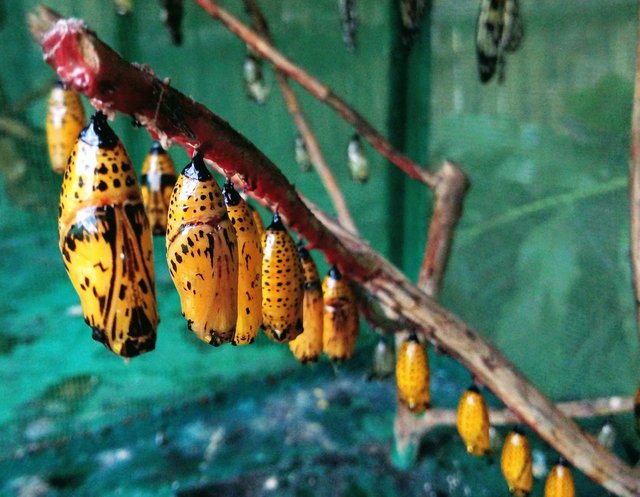 Travel And Explore Philippines With My Mobilephone Photography