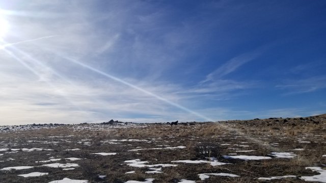 Image of wild horse