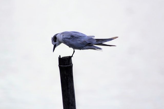 Close-up Bird