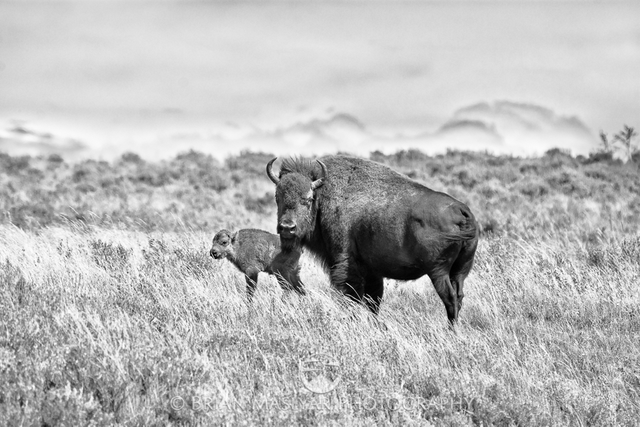 f_DSC8528cowcalf.png