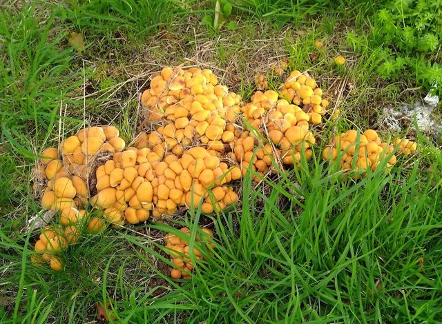 A group of yellow mushrooms
