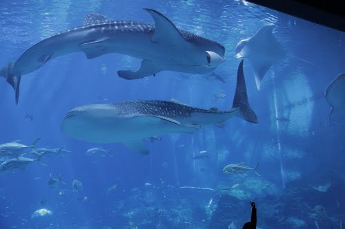 whale sharks