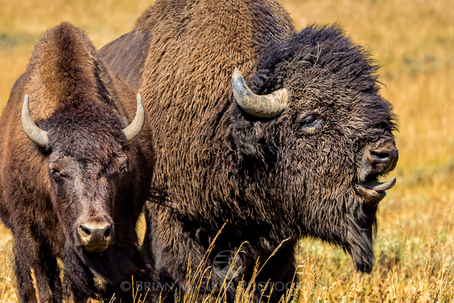 DSC8916_2_bison.png