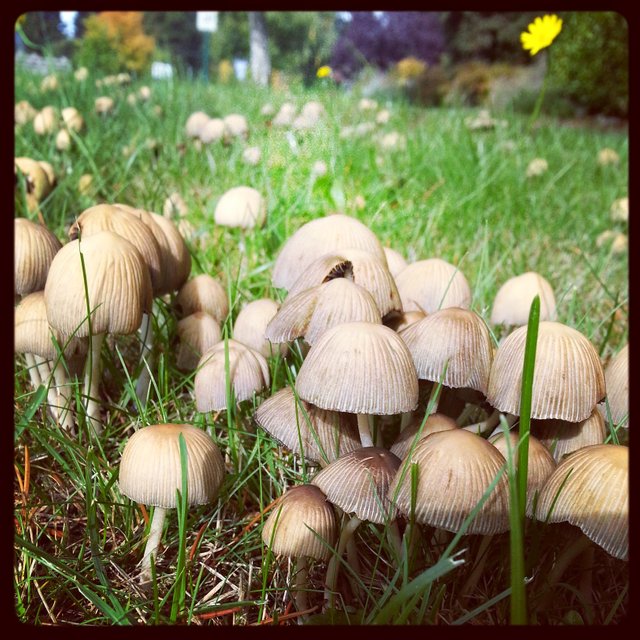 More mushrooms in BC