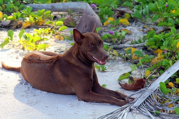 are phy quoc easier to train than other dog breeds