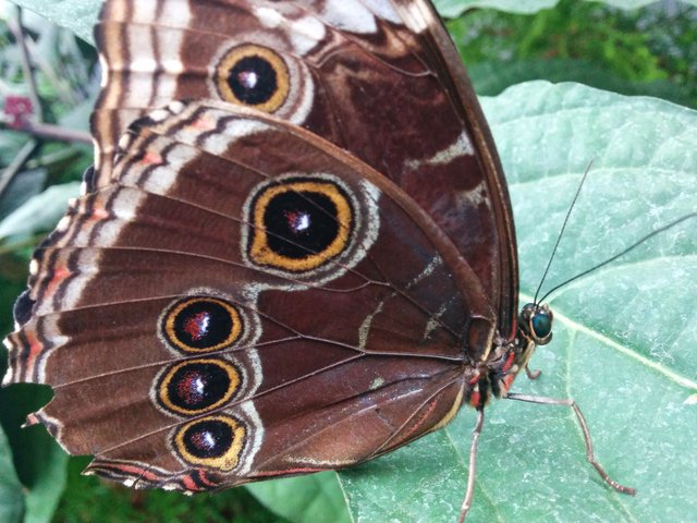 Montreal BioDome - Morpho Butterfly - Outside