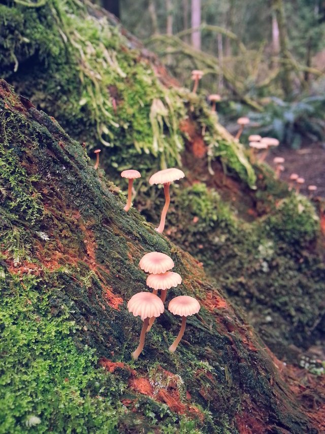 Mushrooms (I don't know what kind) growing on the wet coast of British Columbia, Canada