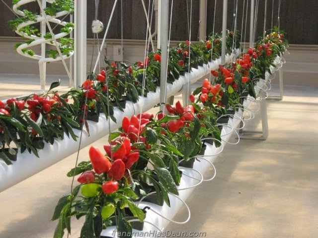 How To Plant Hydroponics Chilli Steemit