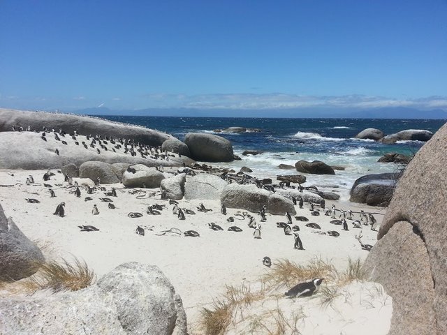 Penguins