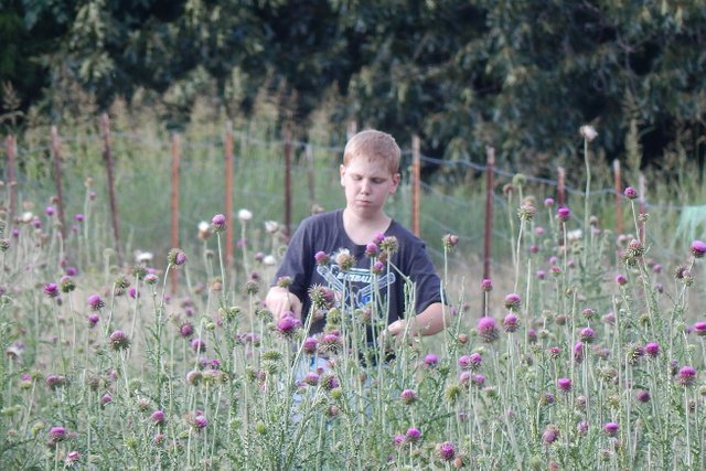 Thistles