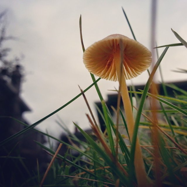 Mushroom in BC