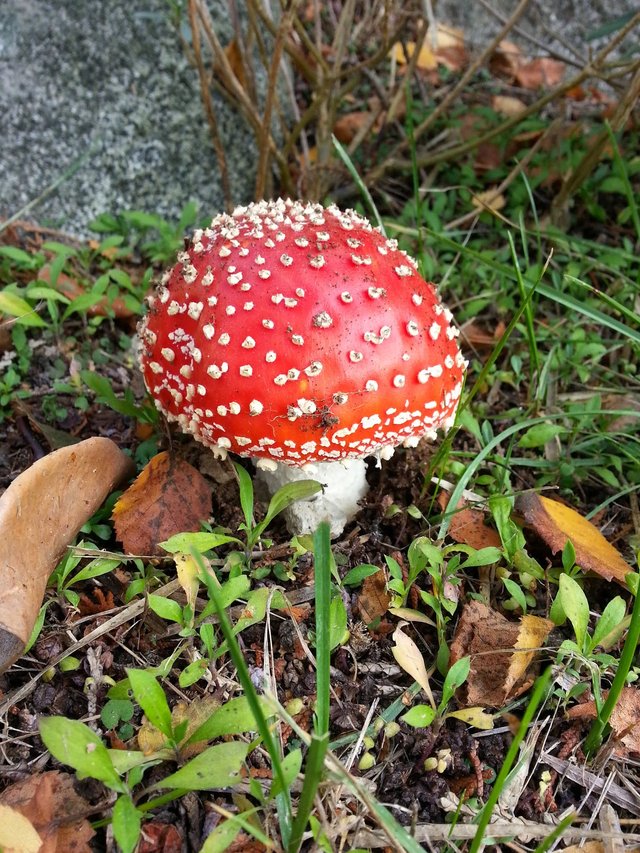 Fly Agaric / Amanita Muscaria