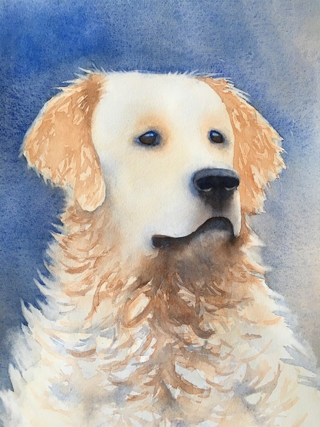 Watercolour Painting Progress Golden Retriever Steemit