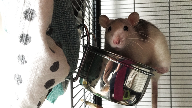 one of my rats - her name ist LOTTE