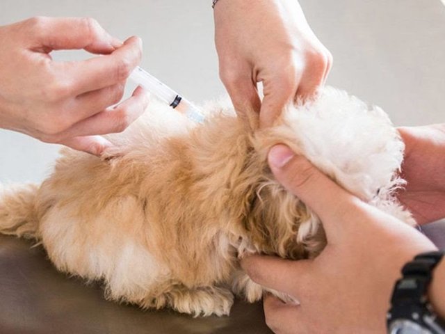 Puppy Vaccinations